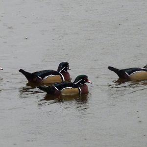 North American wood duck (Aix sponsa) drake group