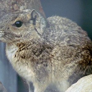 Rock cavy (Kerodon rupestris)