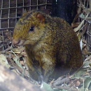 Azara's agouti (Dasyprocta azarae)