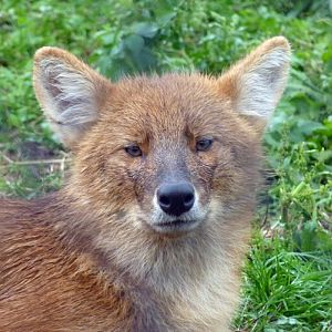 Chinese dhole (Cuon alpinus lepturus)