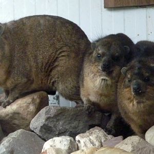 Common rock hyraxes (Procavia capensis)