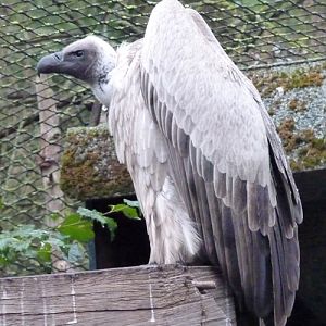 African white-backed vulture (Gyps africanus)