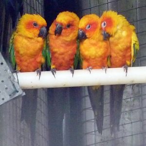 Sun conures (Aratinga solstitialis) warming together