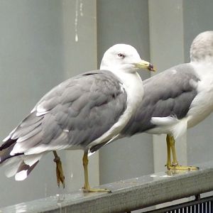 Black-tailed gulls (Larus crassirostris)