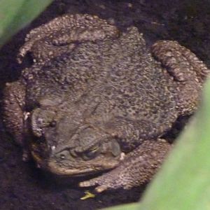 Rococo toad (Bufo schneideri)