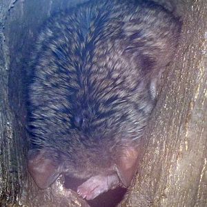 Sleeping kowari (Dasyuroides byrnei)