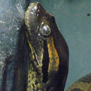 Green anaconda (Eunectes murinus) portrait