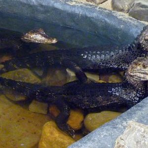 Cuvier's dwarf caimans (Paleosuchus palpebrosus)