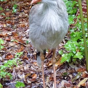 Free-rainging red-legged seriema