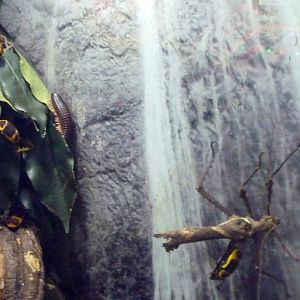 Mixed arthropod exhibit