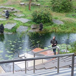 Gorilla presentation