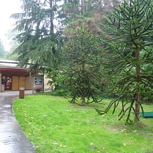 Monkey Puzzle trees for the entry of a Monkey park?