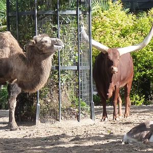 Domestic hoofstok of three different families