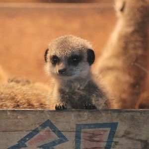 Baby Meerkat