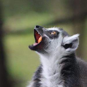 Lemur Eating