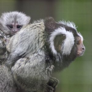 Marmoset and Baby
