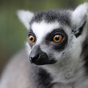 Ring Tailed Lemur