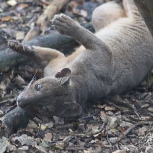 Purdy the Fossa having a roll