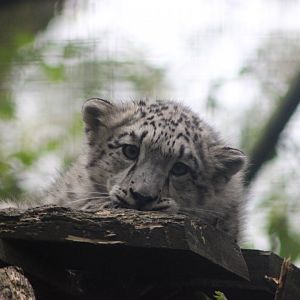 Snow Crystal aka Chris the baby Snow Leopard