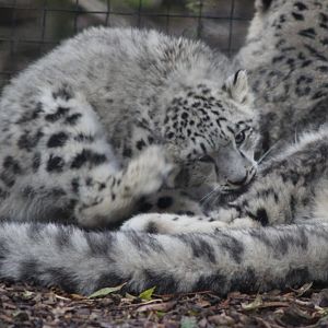 Baby has itchy ear !