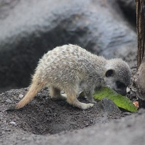Baby Meerkat comes out to play