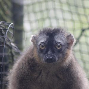 Lemur