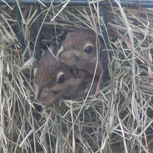 Squirrels on the lookout !