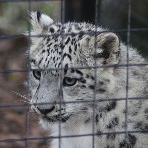 Another one of the beautiful Snow Crystal (Chris)