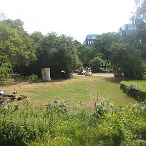 Cologne Zoo - Camel exhibit