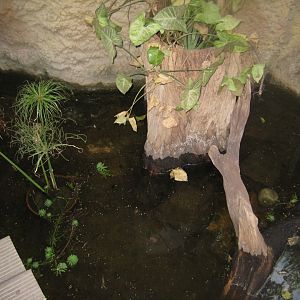 Cologne Zoo - Hippodom - Mud turtle exhibit