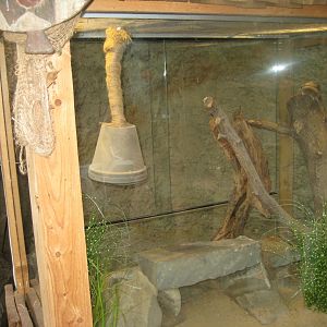 Cologne Zoo - Hippodom - Spiny mouse exhibit