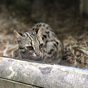 Leopard cat