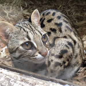 Leopard cat