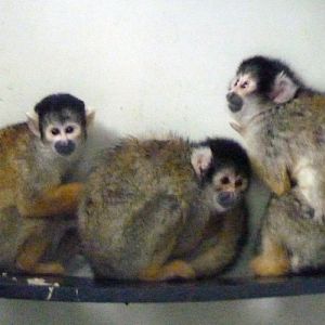 Bolivian squirrel monkeys (Saimiri boliviensis)