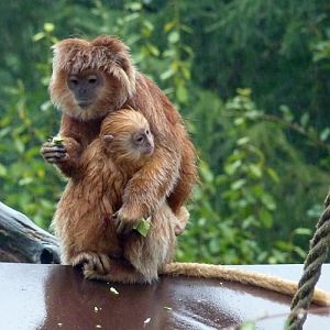 Javan lutung (Trachypithecus auratus)