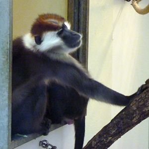 Cherry-crowned mangabey (Cercocebus torquatus)