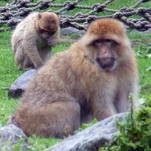 Barbary macaques (Macaca sylvana)