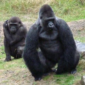 Western gorilla (Gorilla gorilla)