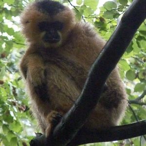 Northern white-cheeked gibbon (Hylobates (concolor) leucogenys)