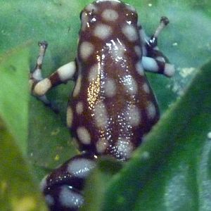 Maranon poison dart frog (Dendrobates mysteriosus)