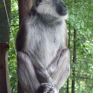 Hanuman langur (Presbytis entellus)