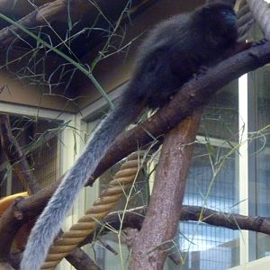 Red titi (Callicebus cupreus)