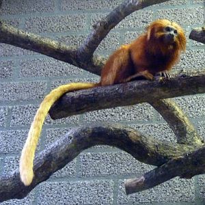 Golden lion tamarin (Leontopithecus rosalia)