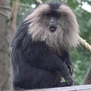 Lion-tailed macaque (Macaca silenus)