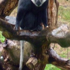 Mountain guenon (Cercopithecus lhoesti)