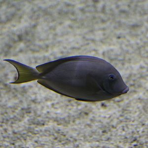 Surgeonfish Ctenochaetus striatus