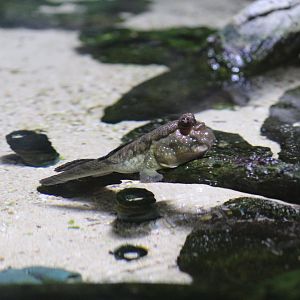 Boleophthalmus pectinirostris??