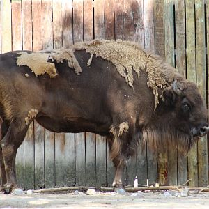 European Bison
