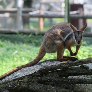 Yellow-Footed Rock-Wallaby