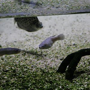Bermuda Killifish